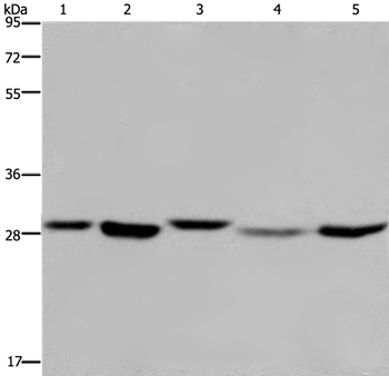 ECHS1 Antibody