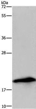 RNASE3 Antibody