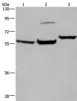 ESR1 Antibody