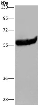 ESR2 Antibody