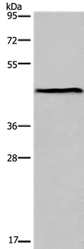 ESRRG Antibody