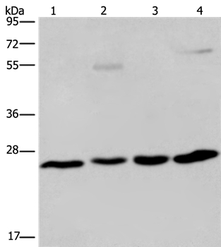 ETHE1 Antibody