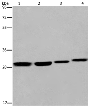 ETV7 Antibody