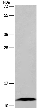 FABP6 Antibody