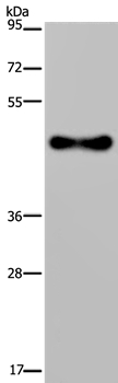 FADS1 Antibody