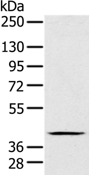 FAIM3 Antibody