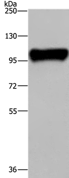 PTK2B Antibody