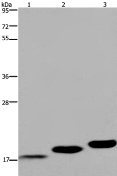 MYL12B Antibody