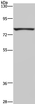 FASTKD3 Antibody