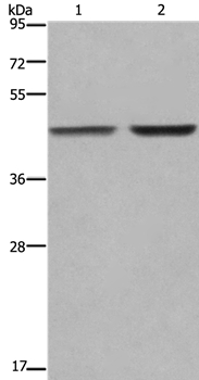 GABPB2 Antibody