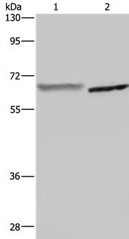 GCKR Antibody