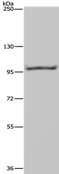 NEDD9 Antibody