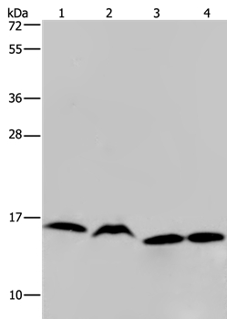 HIST1H2AH Antibody