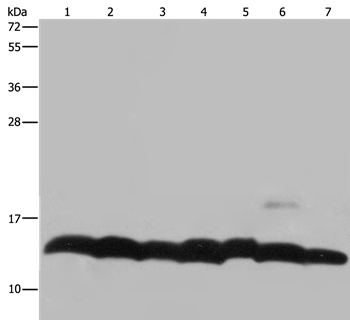 HIST4H4 Antibody