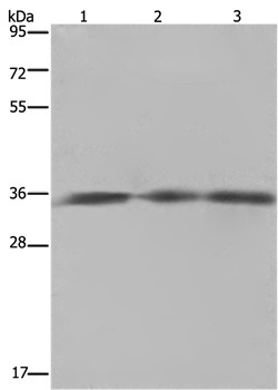 HMGCL Antibody