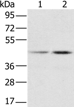 RBMX Antibody