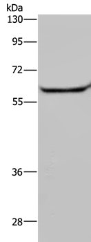 HACL1 Antibody