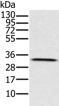 HSD17B8 Antibody