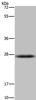 HSD17B14 Antibody