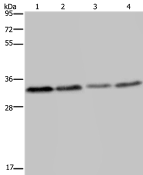 TICAM2 Antibody