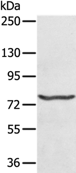 MX1 Antibody