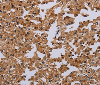 IFRD1 Antibody