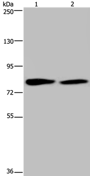 TXLNA Antibody