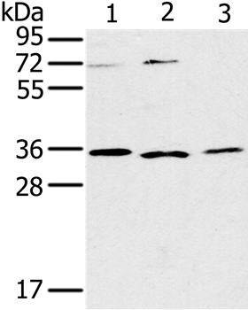 IL22RA2 Antibody