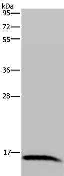 IRGM Antibody