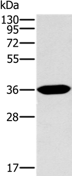 ITLN1 Antibody