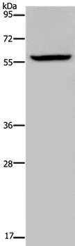 KDM4D Antibody