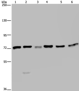 KARS Antibody