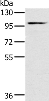 KCNQ5 Antibody