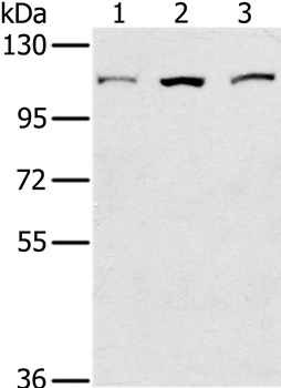 KIF20A Antibody