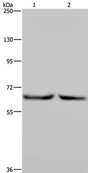 KLHL2 Antibody