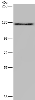 LAMB3 Antibody