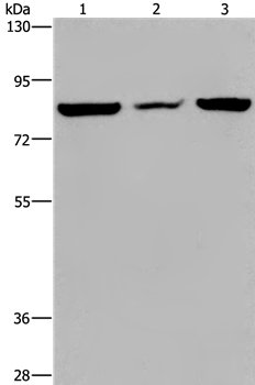 LEPREL2 Antibody