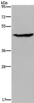 ACP6 Antibody