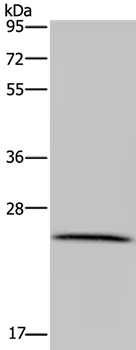 LRRC57 Antibody