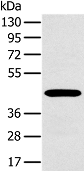 MAGEA10 Antibody