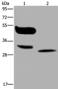 MAGEA8 Antibody