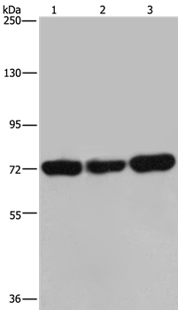 PCK2 Antibody