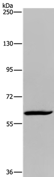 MIER2 Antibody