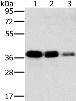 MTFR1 Antibody