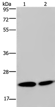 NPM3 Antibody