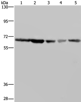 GNL3 Antibody