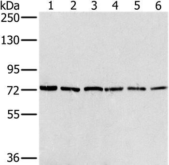 NUMB Antibody