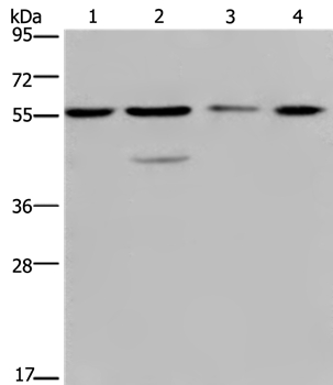 NUP50 Antibody