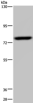 NR4A1 Antibody