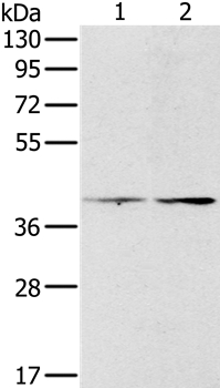 PDGFRL Antibody